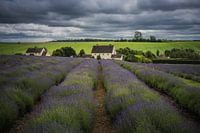 Lavendel boerderij in The Cotswolds Engeland
