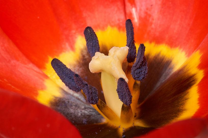 Het hart van de tulp van Ad Jekel