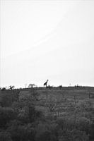 giraffe on the hill in africa