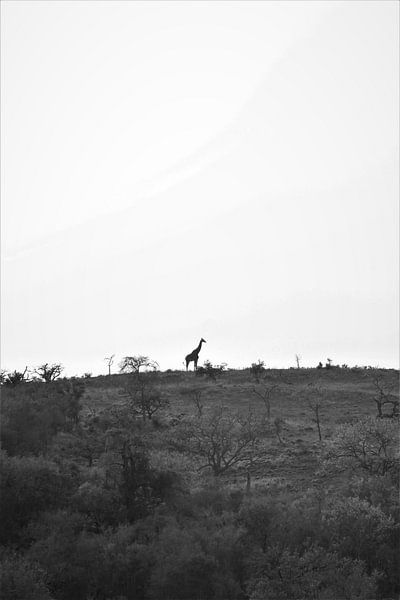 giraffe on the hill in africa by Christiaan Van Den Berg