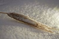 Wheat in the Snow