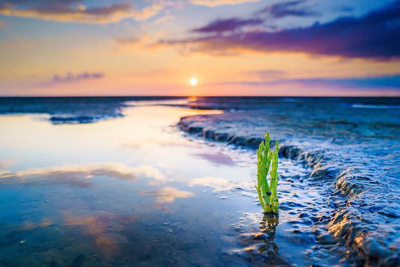 Salicorne fraîche verte sur les vasières au coucher du soleil par Fotografiecor .nl