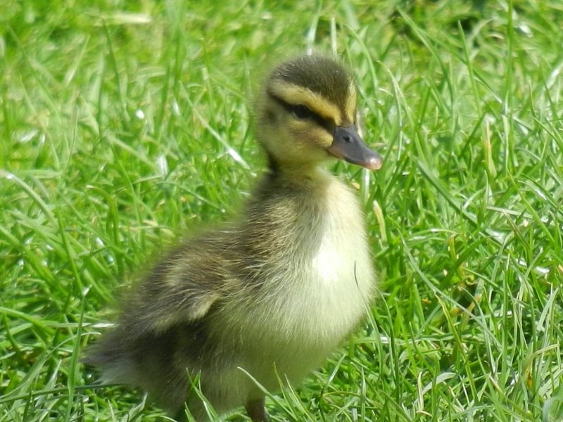 Entenküken von Ramon Labusch