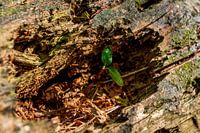 Das Leben findet einen Weg