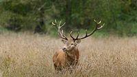 Red deer De Mortelen