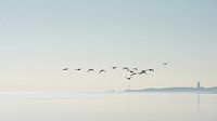 Geese above the mudflats