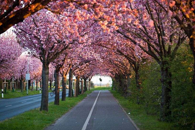 Magdeburg - Chemin en bois avec cerisier japonais par t.ART