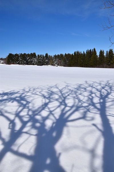 A field in winter by Claude Laprise