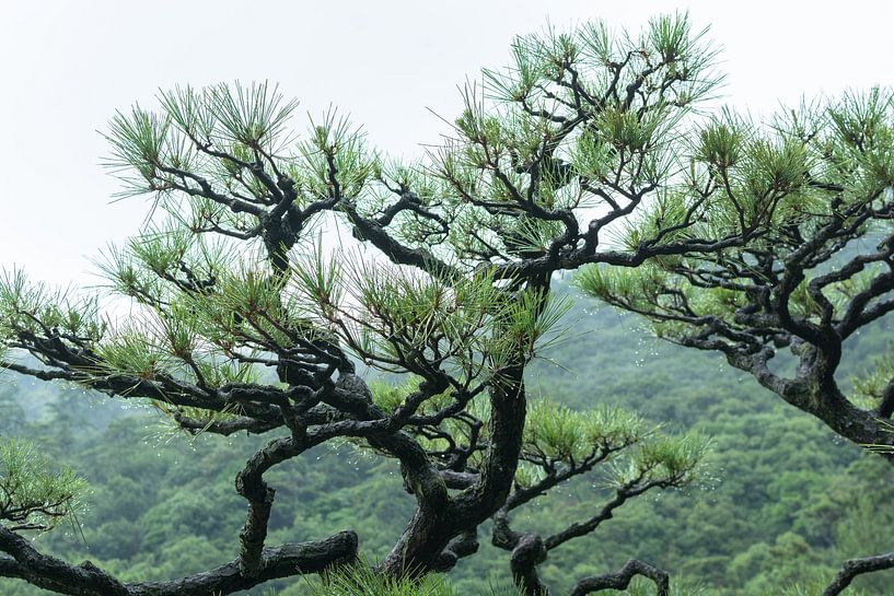 Mistige ochtend par Marijn Kuijper