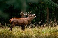 Hirsche in der Brunft