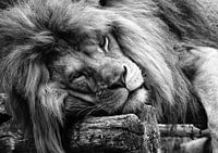 Sleeping lion