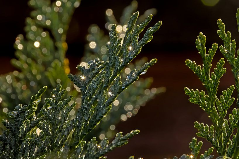 Detail of a conifer with bokeh lights by Kristof Lauwers