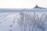 Des serpents blancs dans la neige