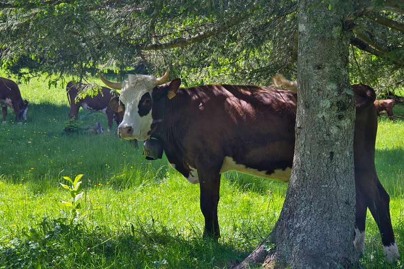 Alpine idyll in France by Tanja Voigt