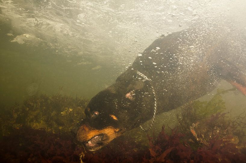 Rottweiler onderwater von Annelies Cranendonk