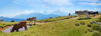 groep kattels op de berg Niederhorn, Berner Oberland