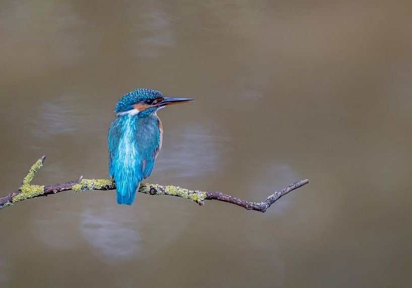 Juvenile Common Kingfisher! by Robert Kok