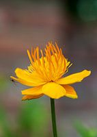 Trollius Goldene Königin