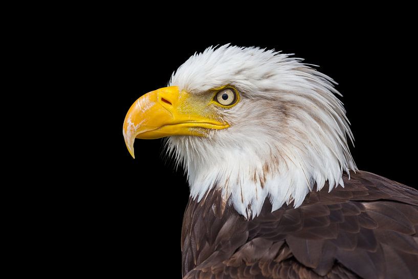 Close up of bald eagle isolated on black background by Ben Schonewille