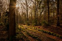 Zonsopkomst Bergherbos