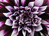 Dahlia paars met wit