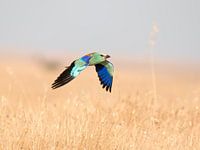 Rollier d'Europe en vol.