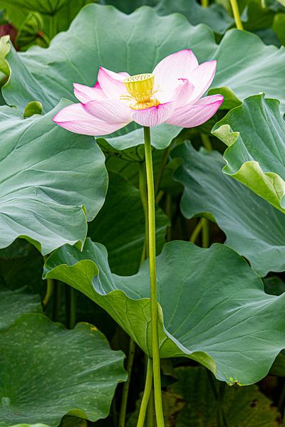 lotus by ton vogels
