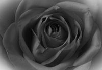 Eine Rose in Schwarz und Weiß