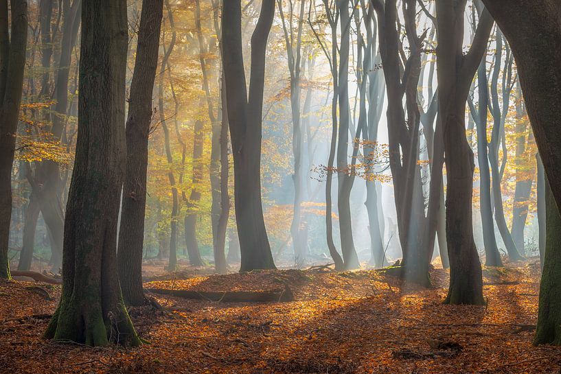 Speulderbos von Frederik van der Veer