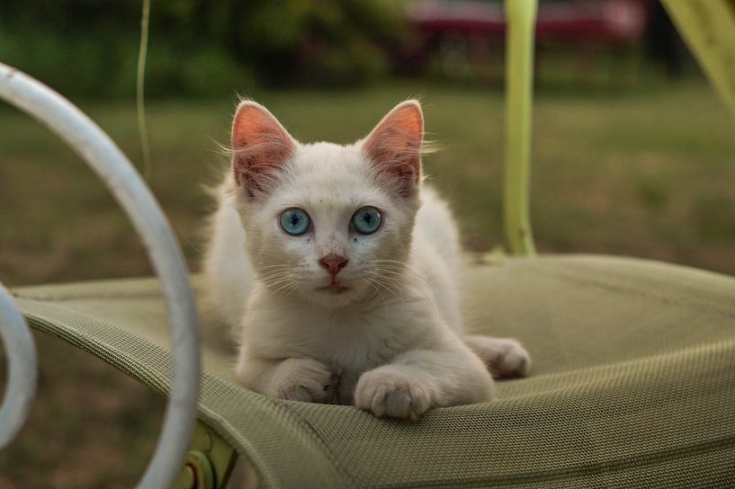 Kat met felblauwe ogen staart naar de lens by Joost Prins Photograhy
