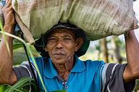 Travailleur acharné dans les rizières de l'île indonésienne de Flores