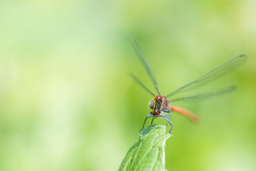 Chandail de gommage par Diantha Risiglione