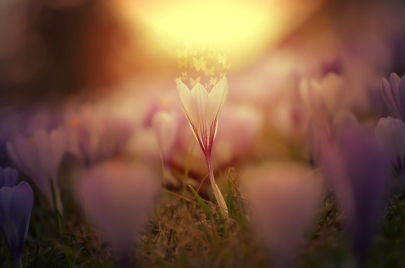 The one by Zwergls Lichtermeer