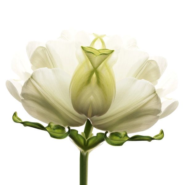 Tulipa5 par Henk Leijen