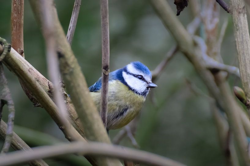 Blue tit close-up by Kim de Been