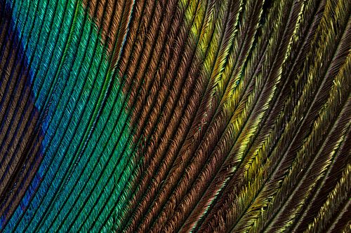 Les lignes colorées d'une plume de paon sur Marjolijn van den Berg
