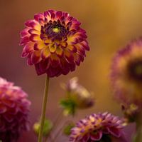 Dahlia Hapet Daydream