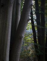 Zwischen den Bäumen