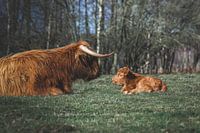 Neugeborenes schottisches Highlander-Kalb, das der Mutter gegenüberliegt