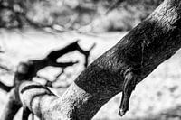 Baum in Schwarz und Weiß