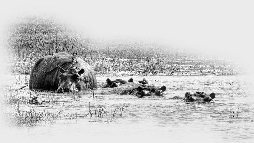 Flusspferde Afrika von Eric Nagel