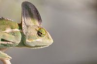 Portrait eines Chamäleons