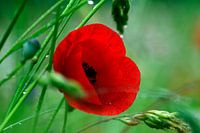 Der Mohn im Gras nach dem Regen - Papaver