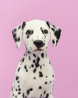 Portrait d'un dalmatien sur fond rose