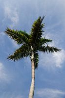 Royal Palm // Florida // Königlich