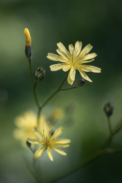 Fleurs de Lampsane commune  jaune pâle par Imladris Images