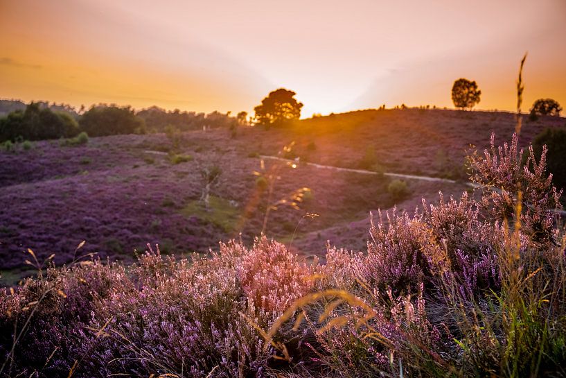 Untergehende Sonne auf der Posbank von Marcel Krijgsman