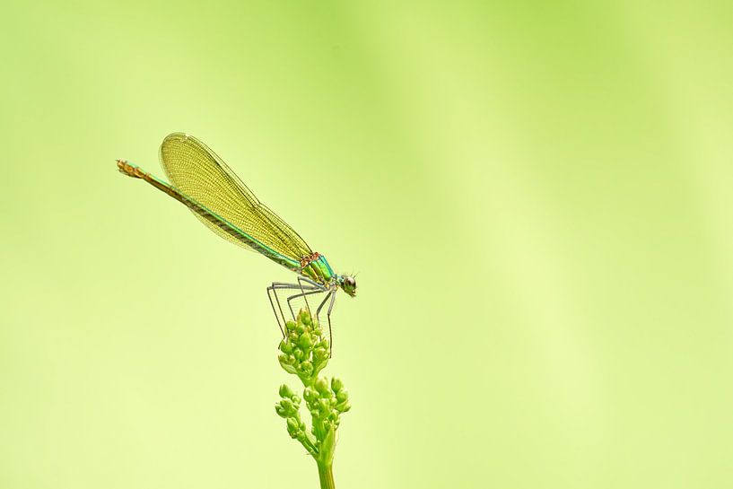 Grünes Juwel in einer grünen Oase von Geert Perdaens