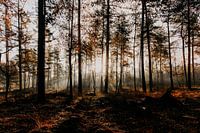 Lever de soleil sur le Leersumse Veld, aux Pays-Bas.