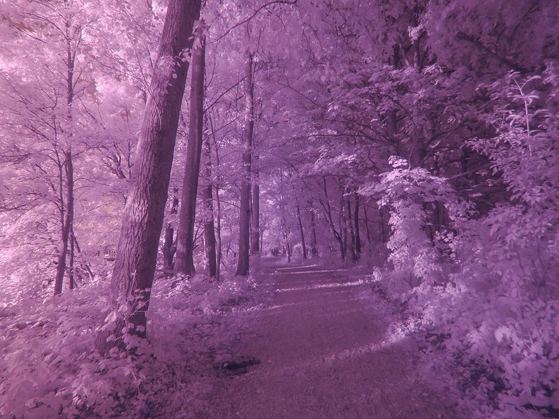 Mysteriöser Waldlehrpfad Rotterdam von JacQ